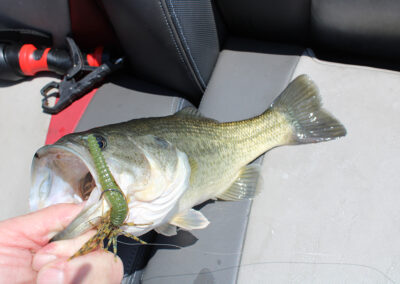 A largemouth bass caught along the East Harbor breakwalls