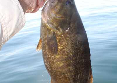 This lip grip is on a smallmouth bass that hangs around Middle Bass Island.