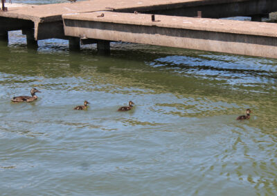 Mama duck giving swim lessons at West Harbor