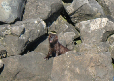 The little guy (a mink?) followed me around a marina.