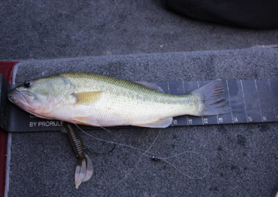 This 14 inch bass was caught on the Will Boss soft plastic lure seen in the photo.