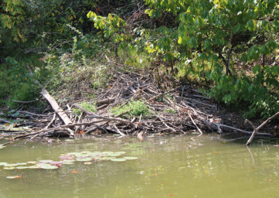 Beaver dams throughout the lake provide cover for the bass.