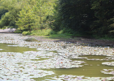 Lily pads throughout the lake provide excellent cover for Burr Oak's bass.