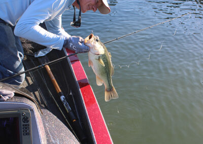 After carefully unhooking his latest catch, Rich Carter releases the bass alive. We landed over 200 bass in two days of fishing and all were released alive.