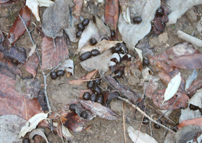 I found deer scat in a grassy area near a honeysuckle patch that looked to be a bedding area for the deer.