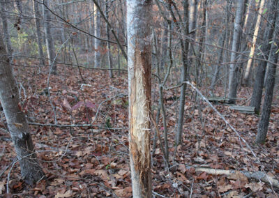 This tree had a deer rub that appeared on a Tuesday afternoon but was not present two days earlier